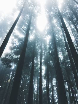Mist filters morning light through a serene, towering forest canopy.