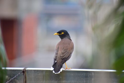 Free Common Myna bird (Acridotheres tristis) perched on a railing in Mymensingh, Bangladesh. Stock Photo
