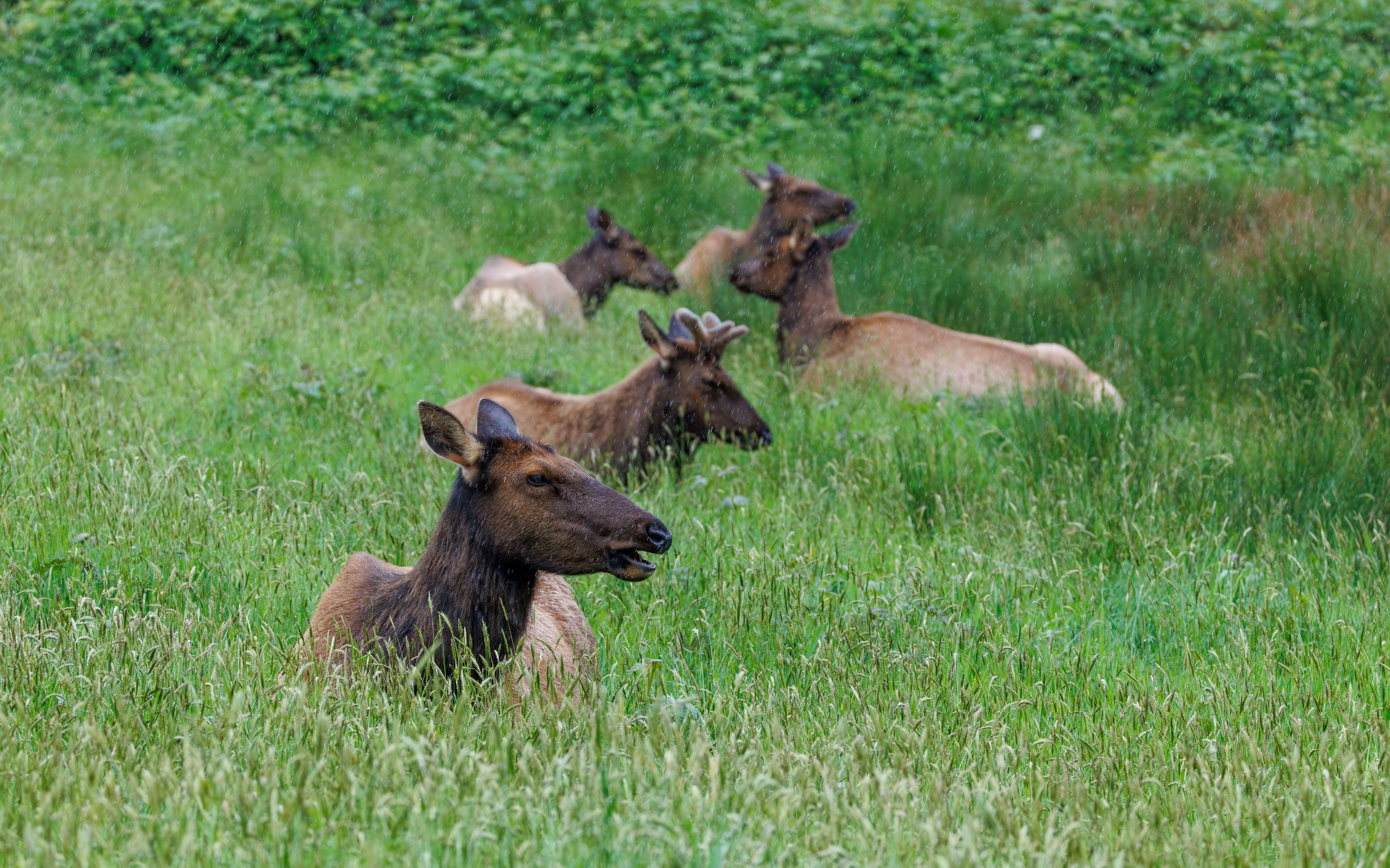 Elk Resting in Lush Green Field at Cannon Beach · Free Stock Photo