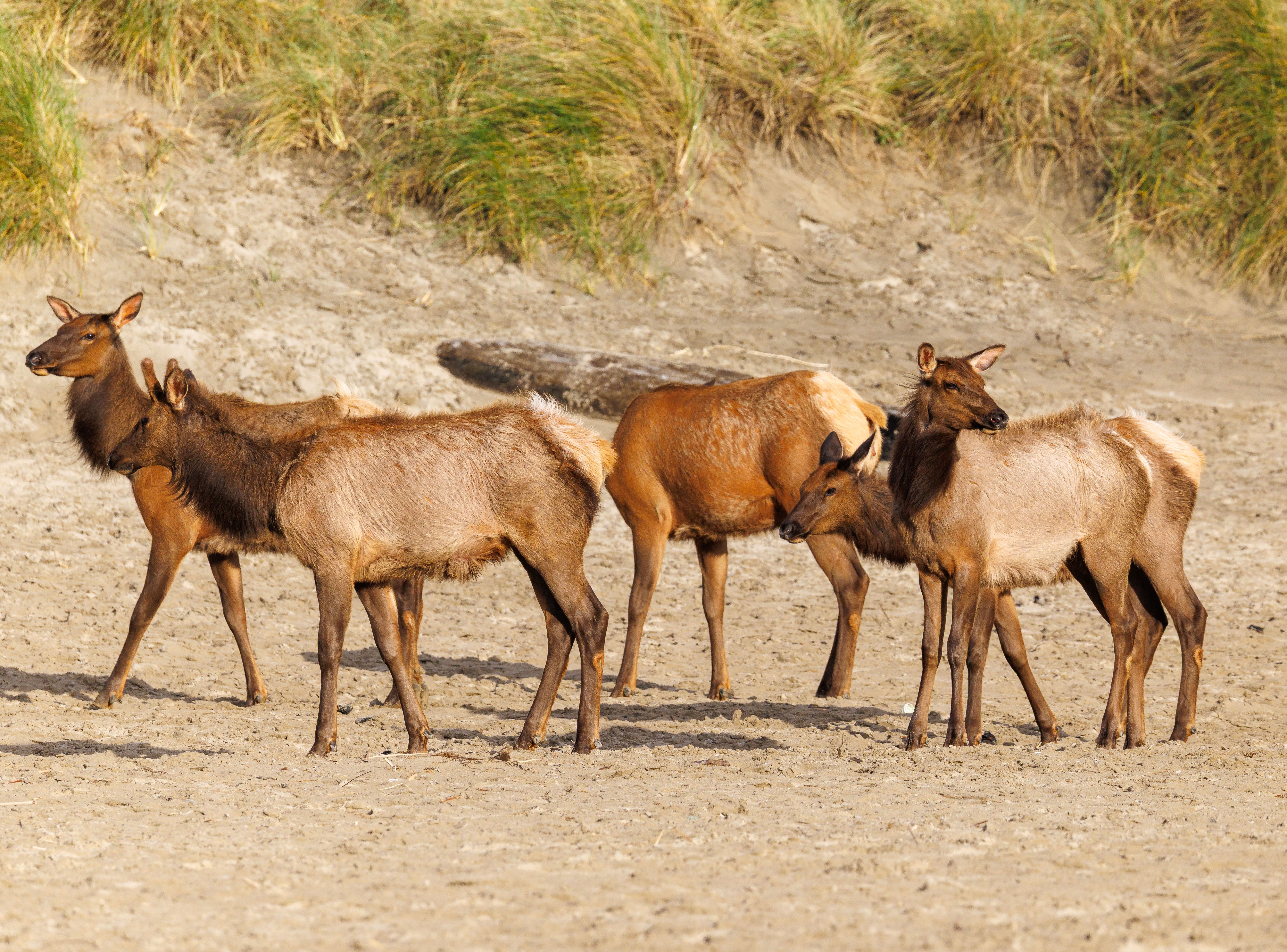 Where are the most elk in Oregon? - The Institute for Environmental ...