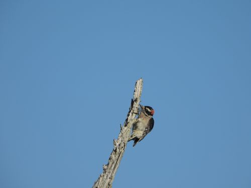 Free Small Woodpecker On A Tree Stock Photo