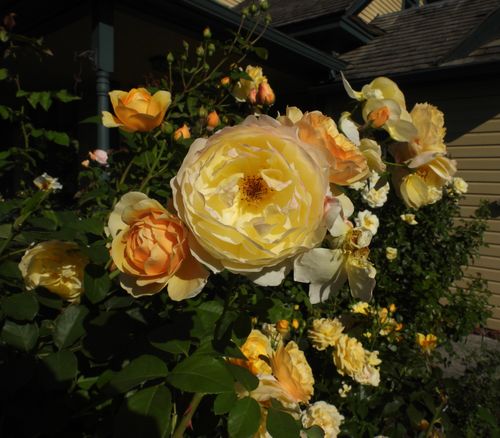 Free           Pretty Flowers In Bloom Stock Photo