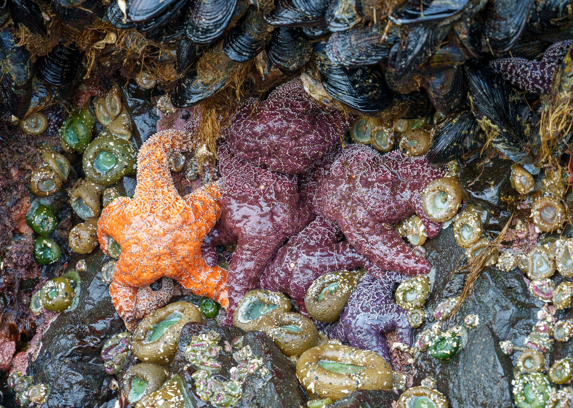 Colorful starfish and marine life in a tide pool at Cannon Beach, Oregon.