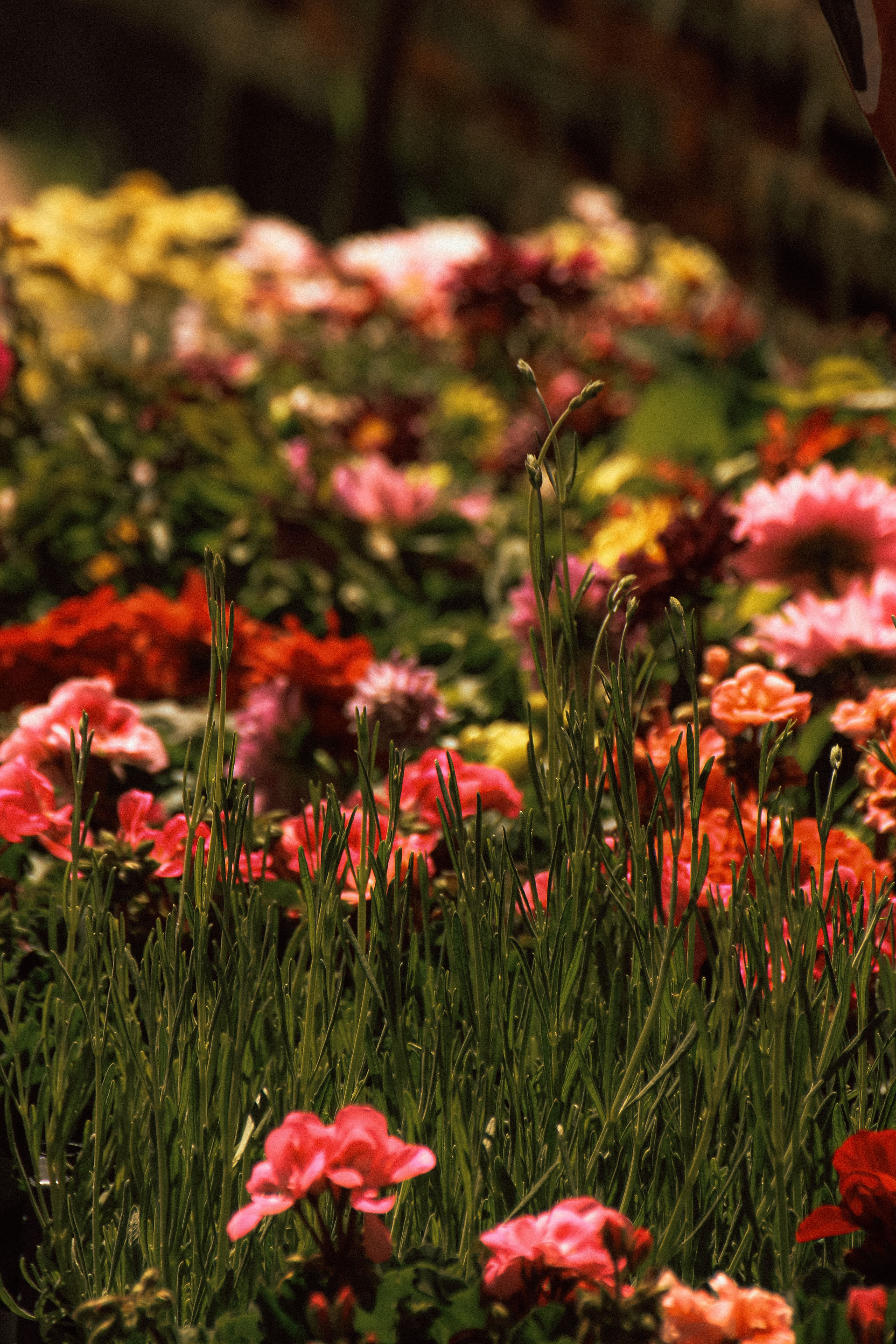 [ColoSach]-colorful-flowers-bloom-vibrantly-in-an-istanbul-garden,-showcasing-nature's-beauty.