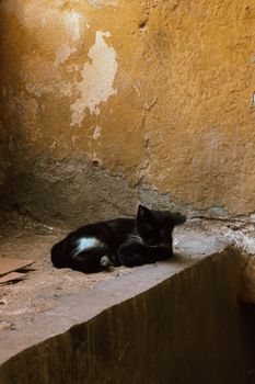 Serene black cat lounging on a sunlit stone ledge against a textured wall.