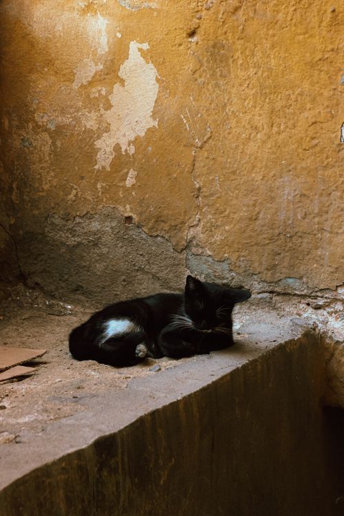 Free Serene black cat lounging on a sunlit stone ledge against a textured wall. Stock Photo