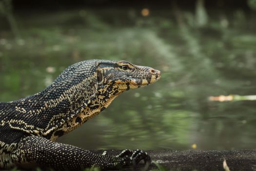 A monitor lizard rests by a riverbank, showcasing its textured scales in a serene natural setting.