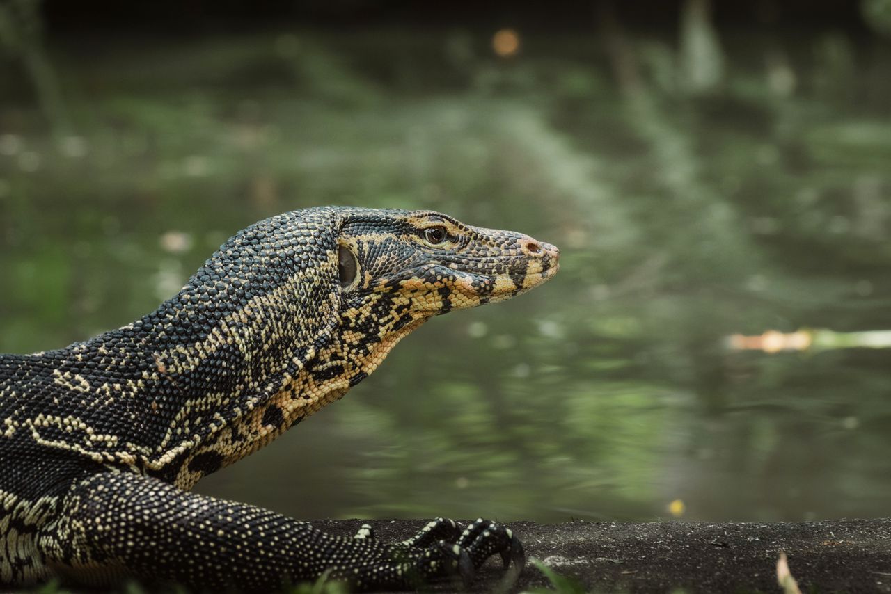 a monitor lizard rests by a riverbank showcasing its textured scales i