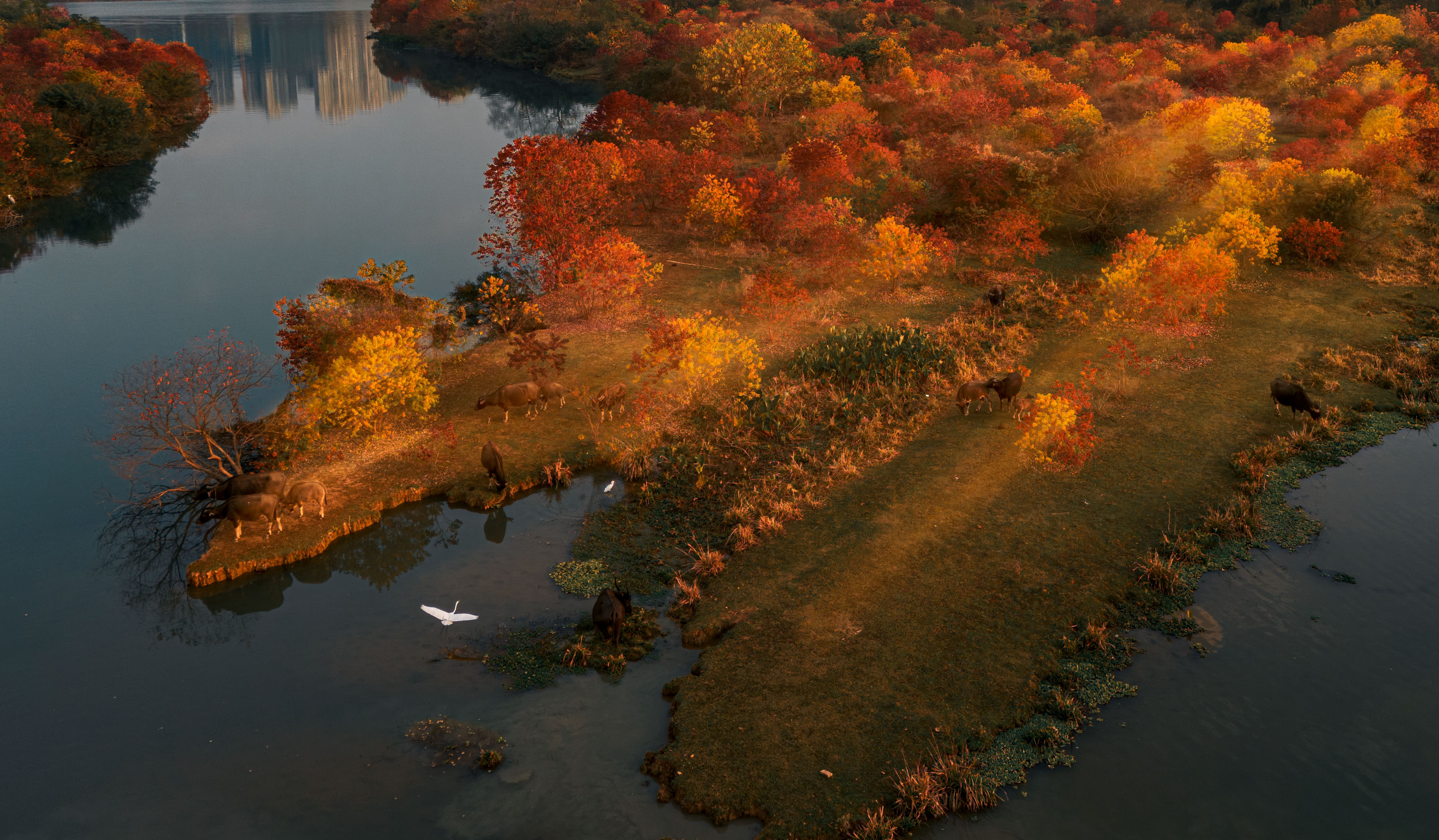 Breathtaking Victoria Falls Private Tour with Lunch and Helicopter Flight Review Review 2026 - Scenic aerial view of a vibrant autumn landscape featuring a river and colorful trees.