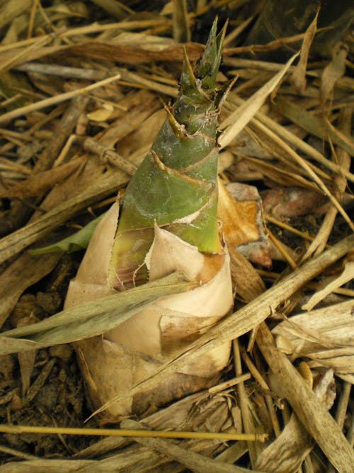 Free stock photo of bamboo shoot, bambuseae, brown