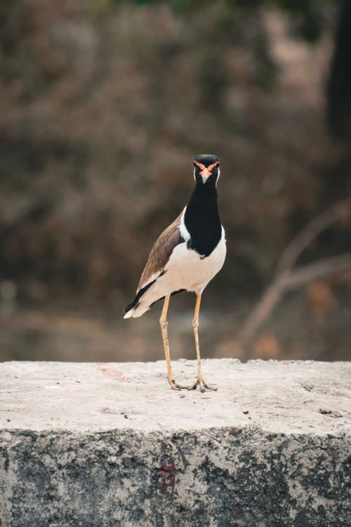 Free Red-wattled Lapwing perched outdoors in Pimpri-Chinchwad, India. Stock Photo
