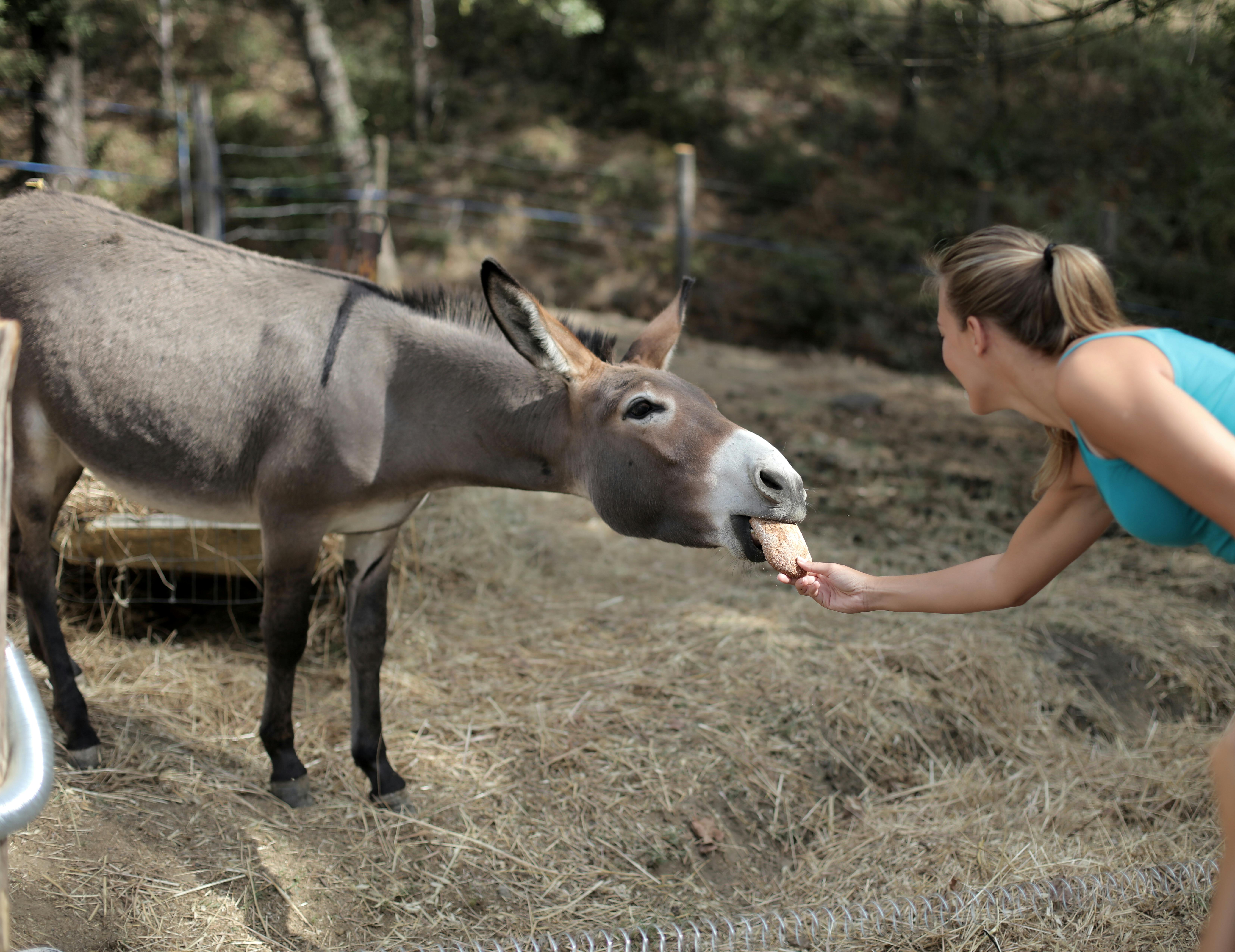 Selective Focus Of Woman Feeding a Donkey · Free Stock Photo