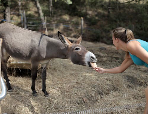 Selective Focus Of Woman Feeding a Donkey
