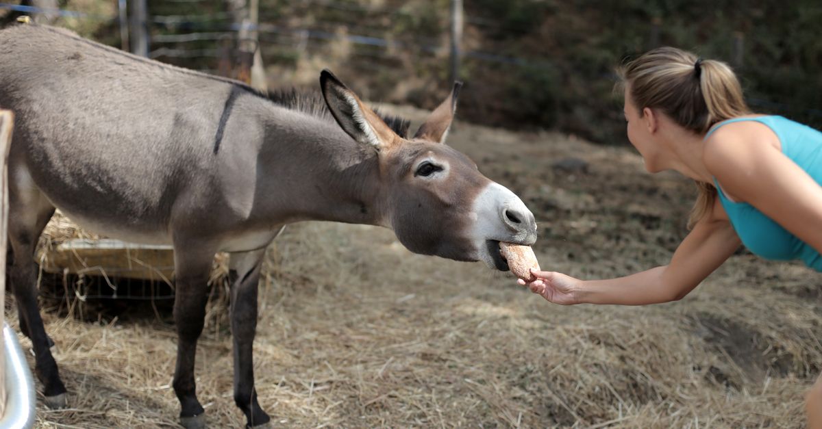 Gaza's Elderly Resort to Donkey Carts for Dialysis Amid Health Crisis