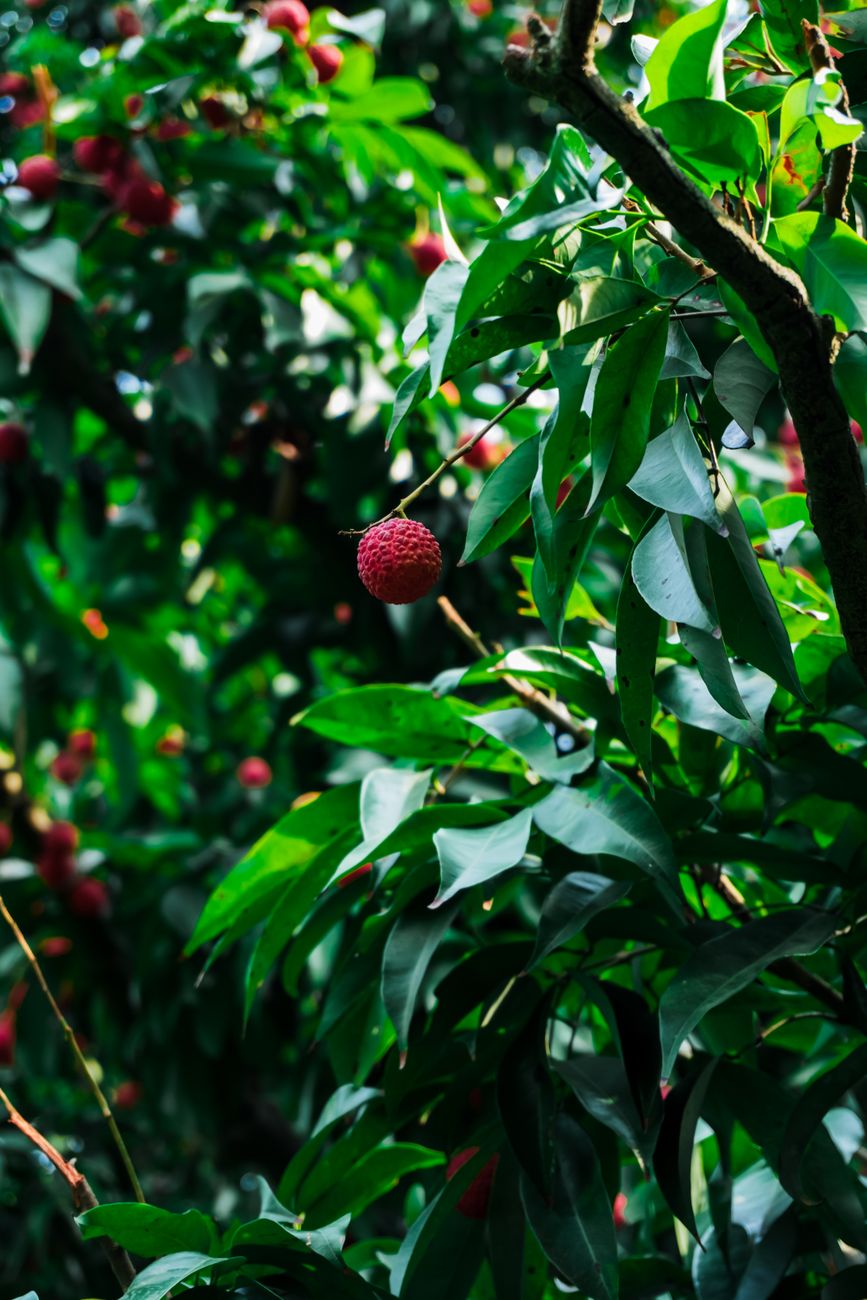 Close-up of a single lychee hanging on a lush tree branch in a vibrant orchard in West Bengal, India.