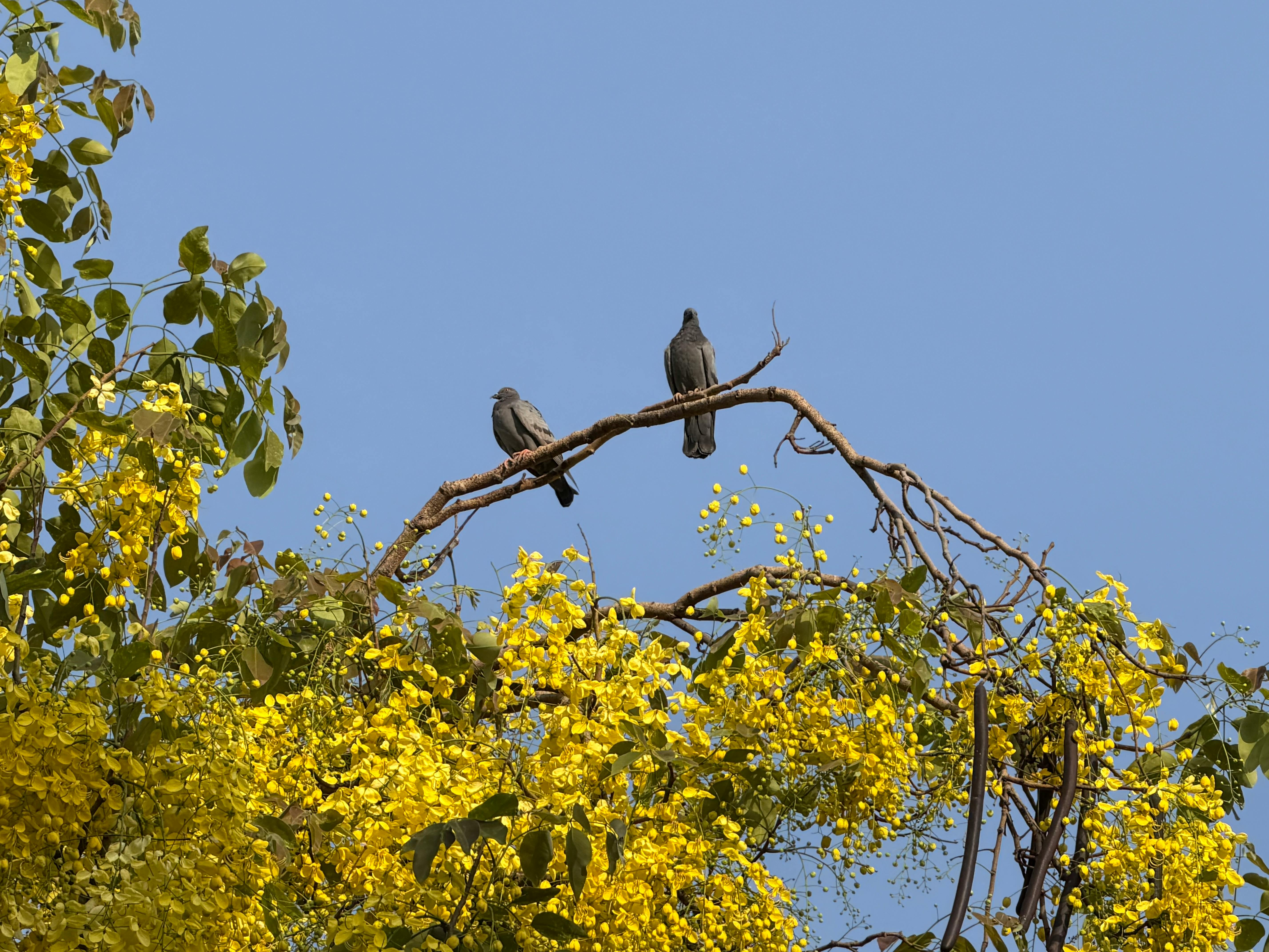 Ai-amaltas ho funan kinur iha Deli durante tempu manas, hatudu natureza ne'ebé forte