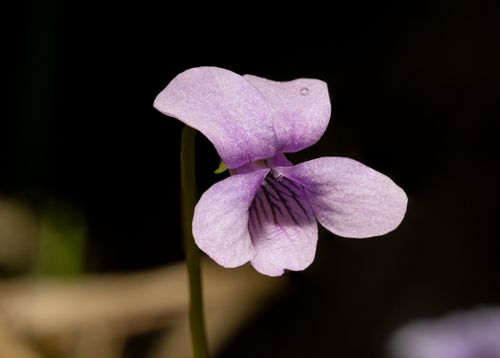 Free Detailed macro shot of a purple violet flower showcasing delicate petals and natural beauty. Stock Photo