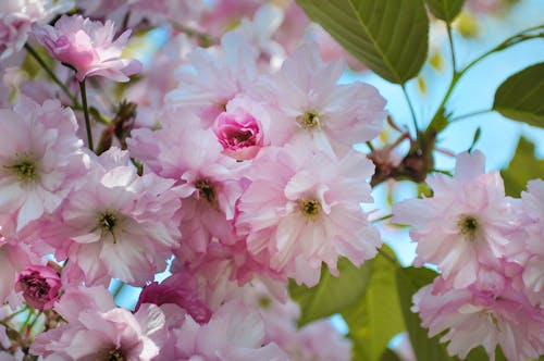 Pink Petal Flowers