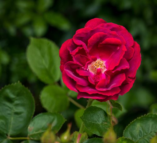 Free Close-up of a vibrant red rose in full bloom surrounded by lush green leaves. Stock Photo