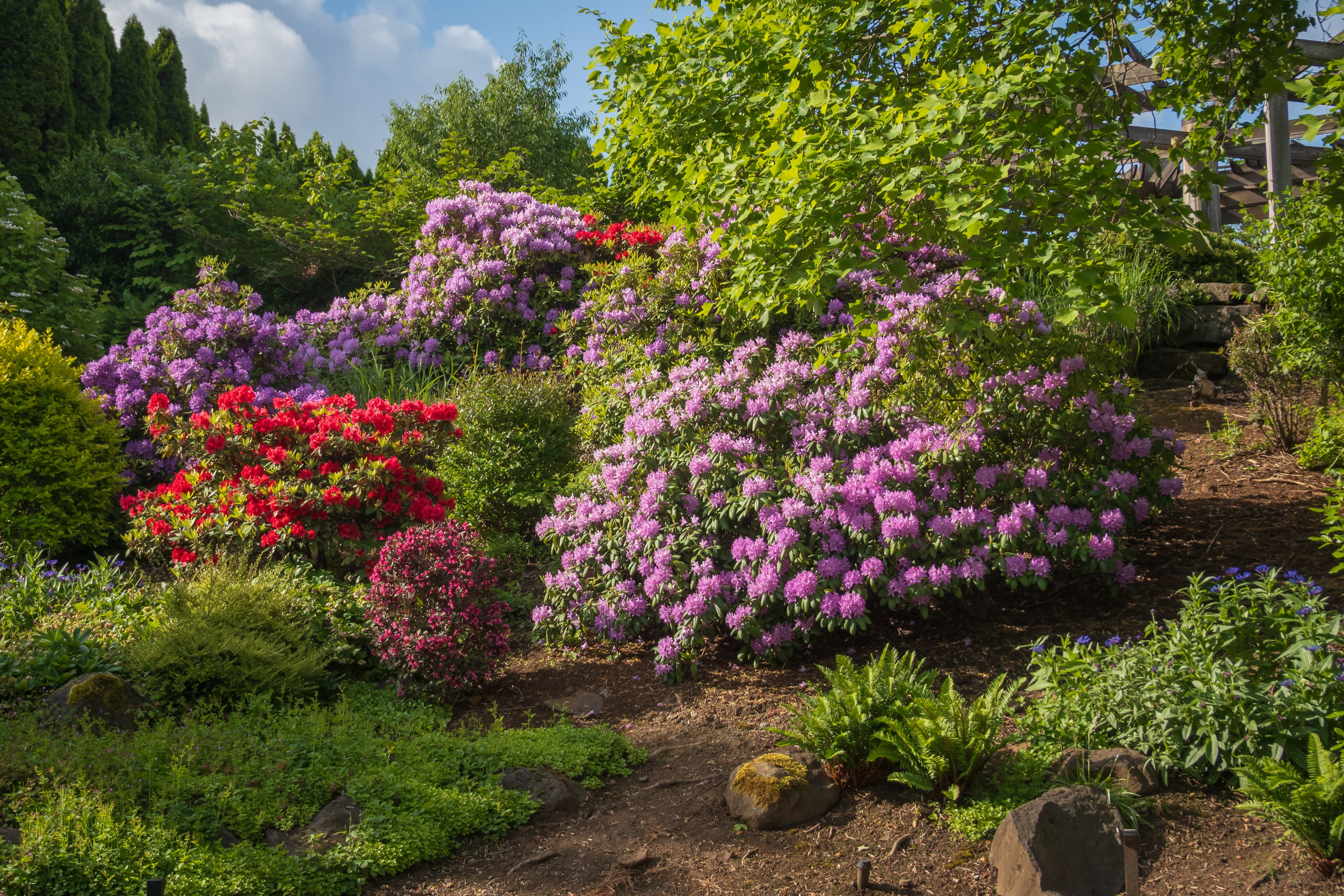 Layered rhododendron planting with shrubs beneath mature trees