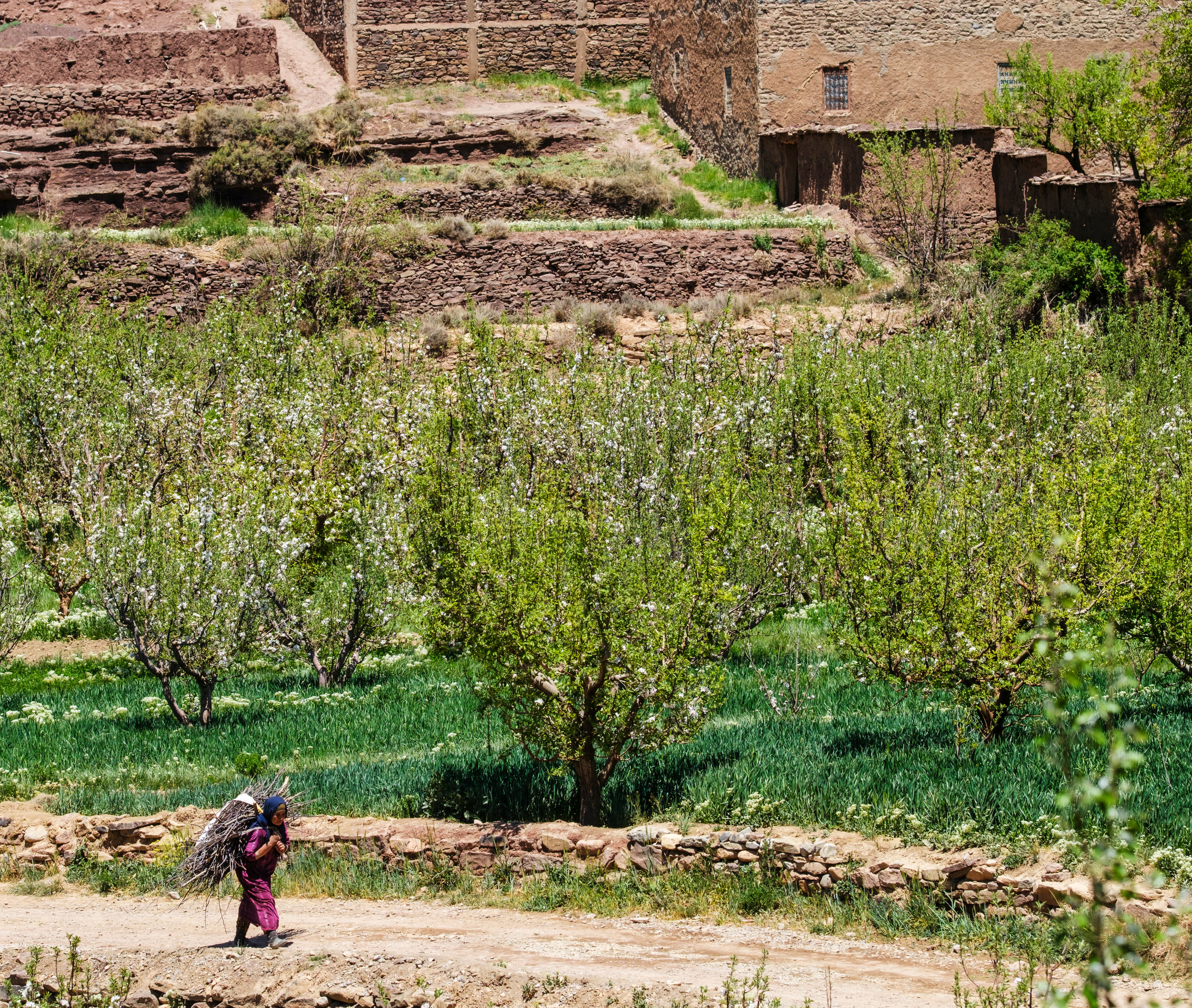 A scenic view of a person working in a rural field with the Atlas Mountains in the background.