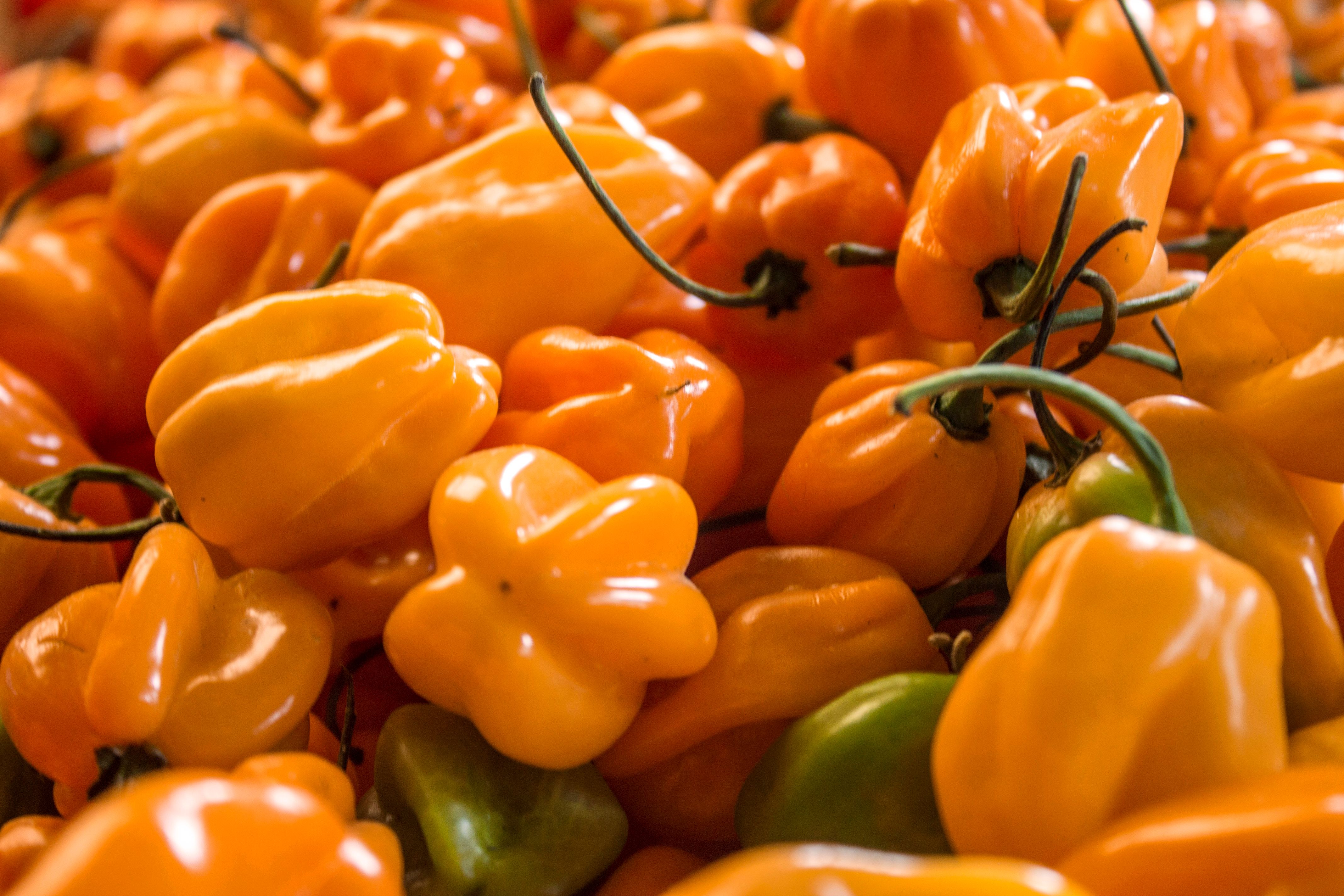 Vibrant orange habanero peppers in abundance, perfect for spicy dishes.