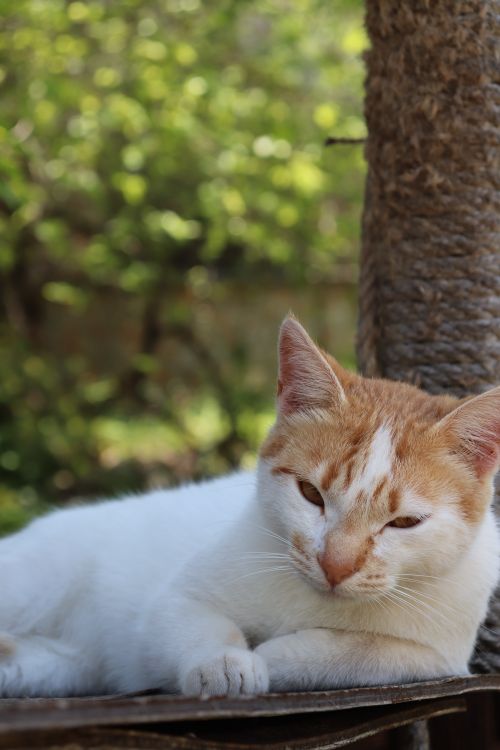 Free A playful cat lounging outdoors, embraced by nature's tranquility in an Antalya garden. Stock Photo