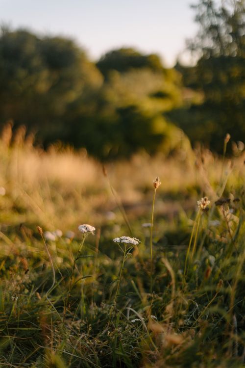 Free Captivating meadow with Queen Anne's Lace bathed in afternoon sunlight, Waikato, New Zealand. Stock Photo