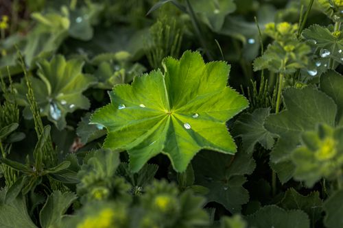 Free Vibrant green Lady's Mantle leaf with dewdrops in a lush garden, Coesfeld, Germany. Stock Photo
