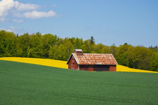 Manotick Farmer Fights to Save Family Farm From Closure