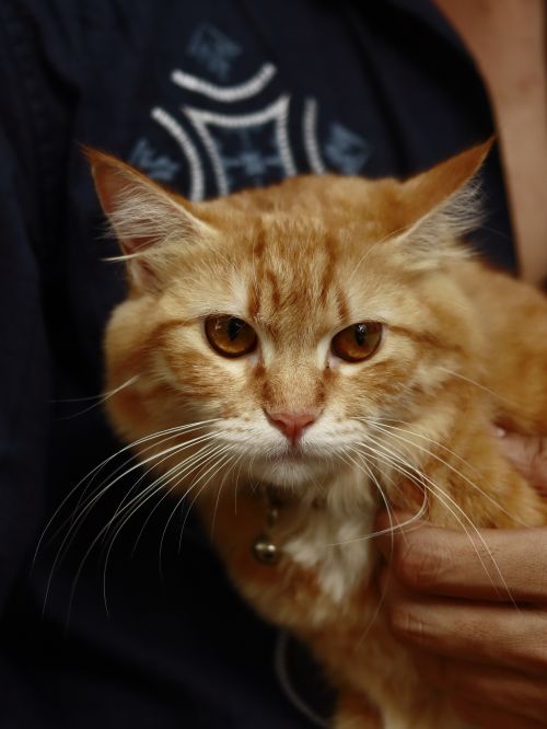 Free Detailed portrait of a fluffy orange domestic cat held in arms, displaying its vibrant eyes. Stock Photo