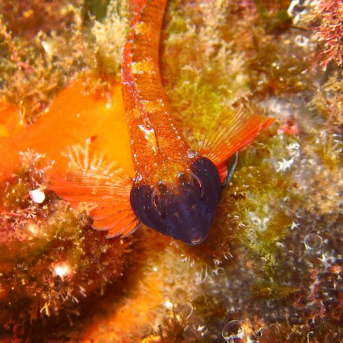 Free Close-up of a colorful fish swimming amidst a vibrant coral reef ecosystem. Stock Photo