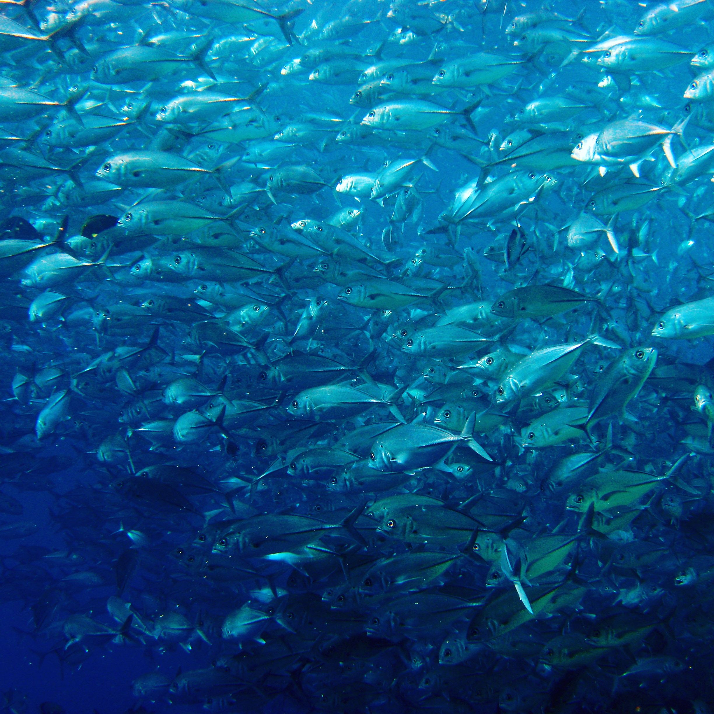 dense school of fish over shipwreck