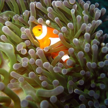 Clownfish-Level Contouring