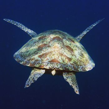 Shellback