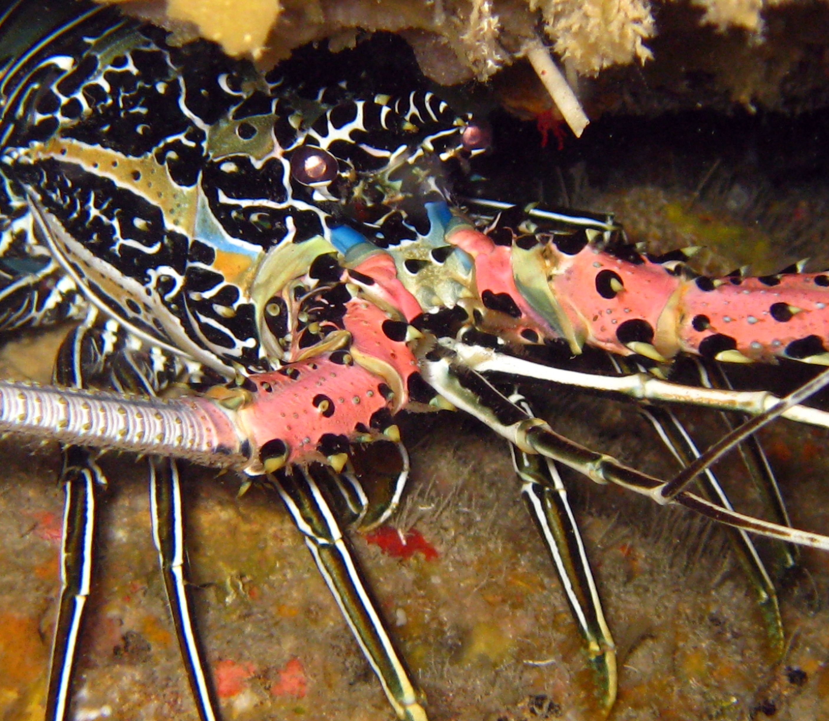 In 1989, UK researchers turned 50 tonnes of coal-fired power station waste into an underwater reef; lobst news update image