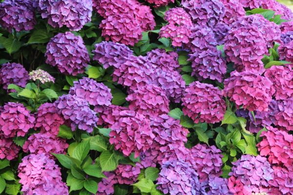Pink Hydrangea Garden jigsaw puzzle