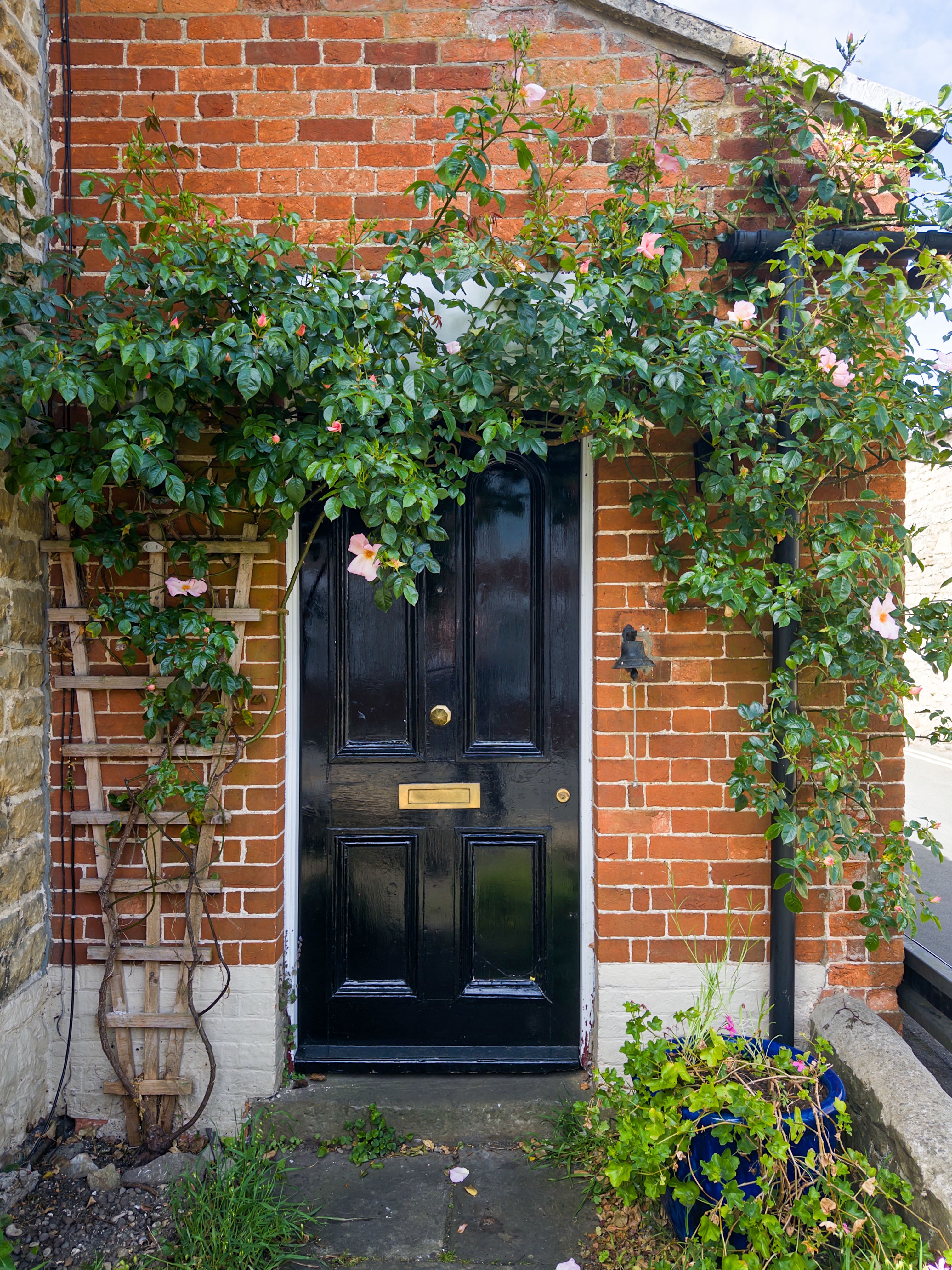 fan trained climbing rose UK