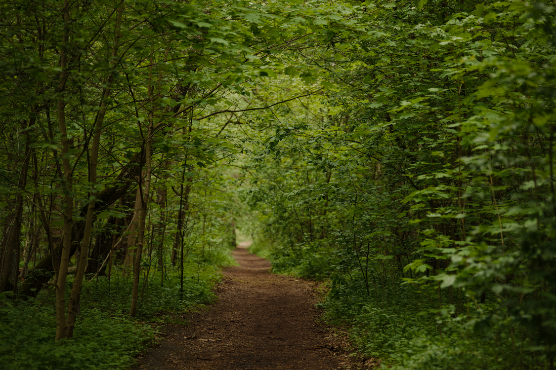 Serene Pathway Through Lush Green Forest · Free Stock Photo