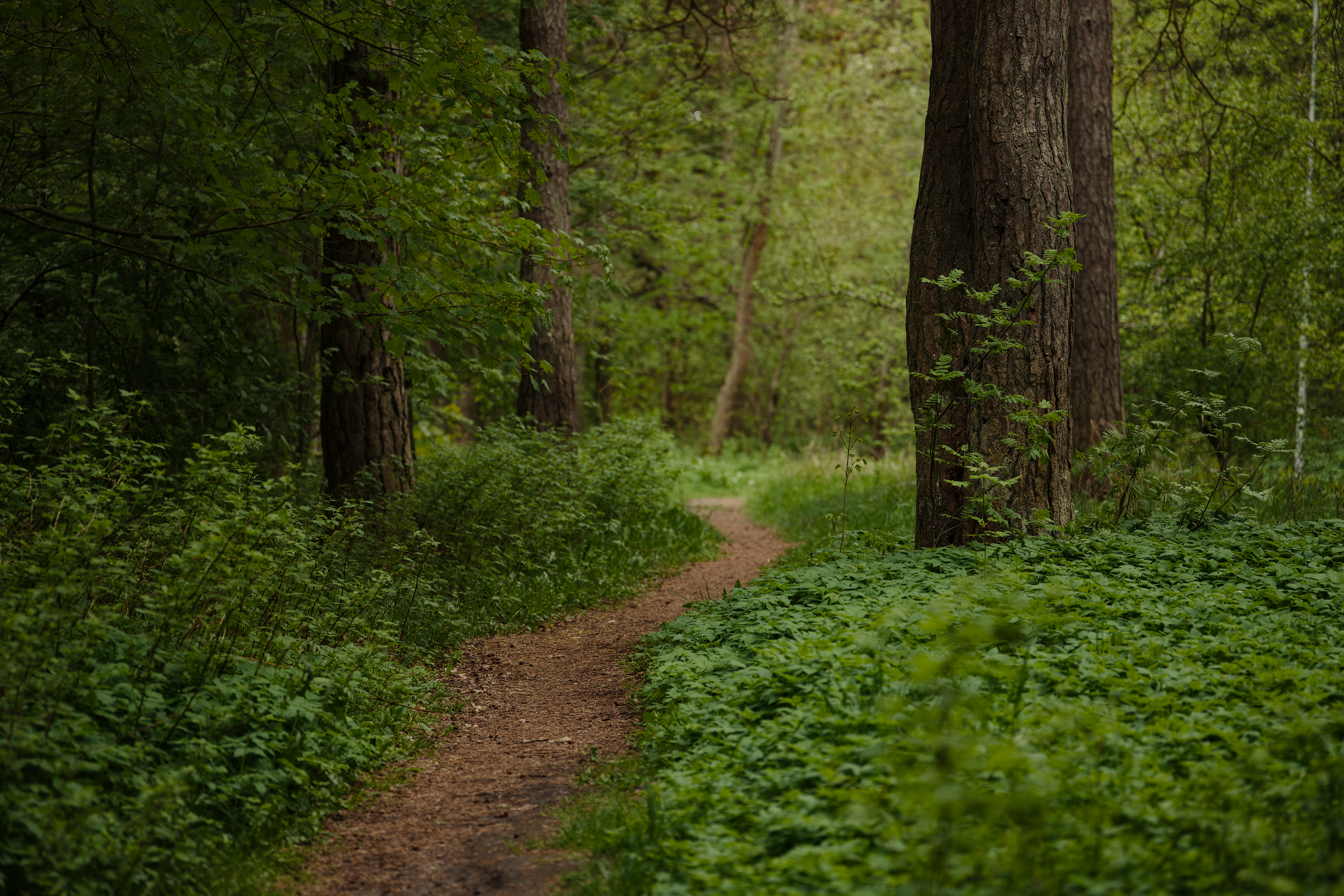 The path to artificial superintelligence