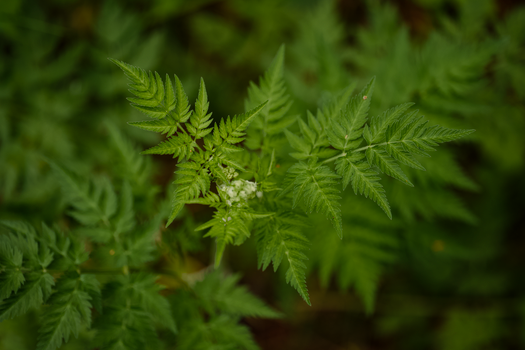 A detailed close-up photograph of lush green fern leaves in an outdoor setting with soft lighting.
