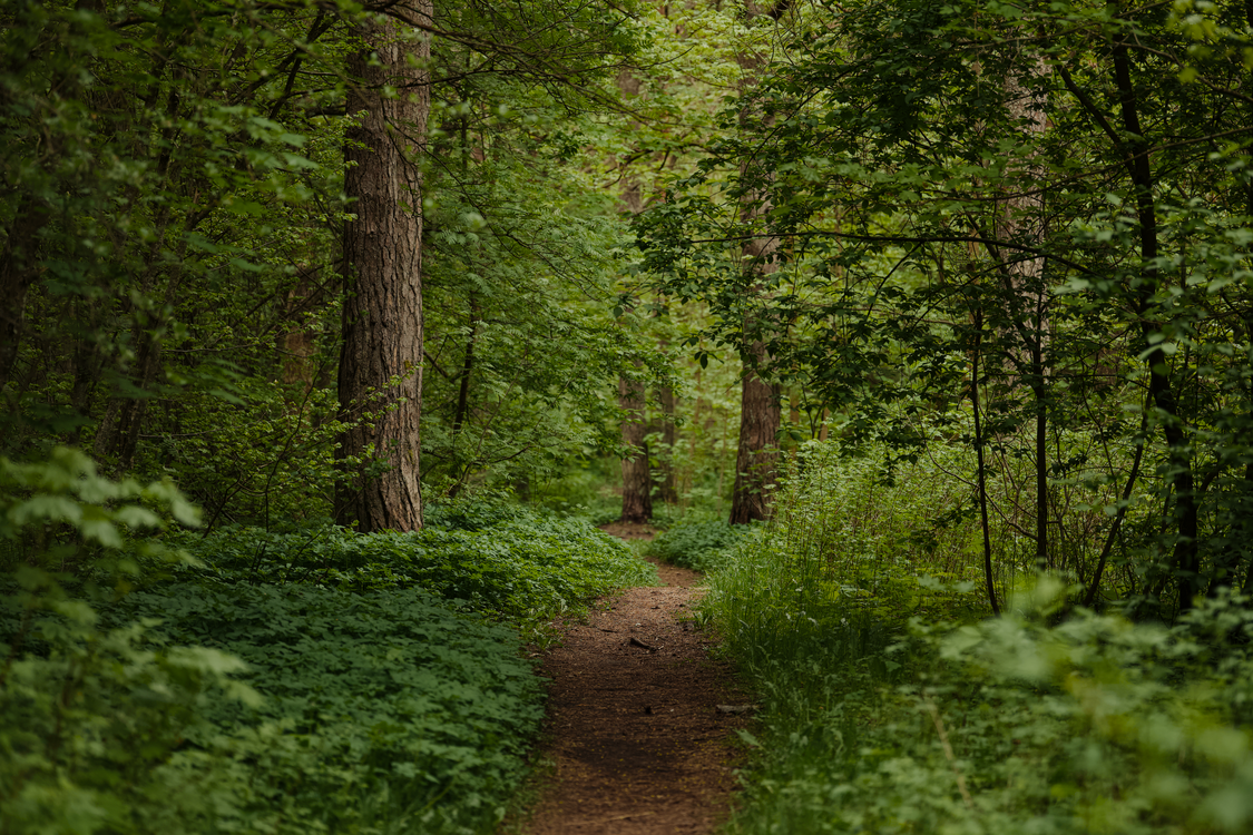 Tranquil Forest Pathway Surrounded by Lush Greenery · Free Stock Photo