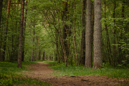 Free A peaceful forest trail surrounded by lush greenery, evoking tranquility and nature. Stock Photo