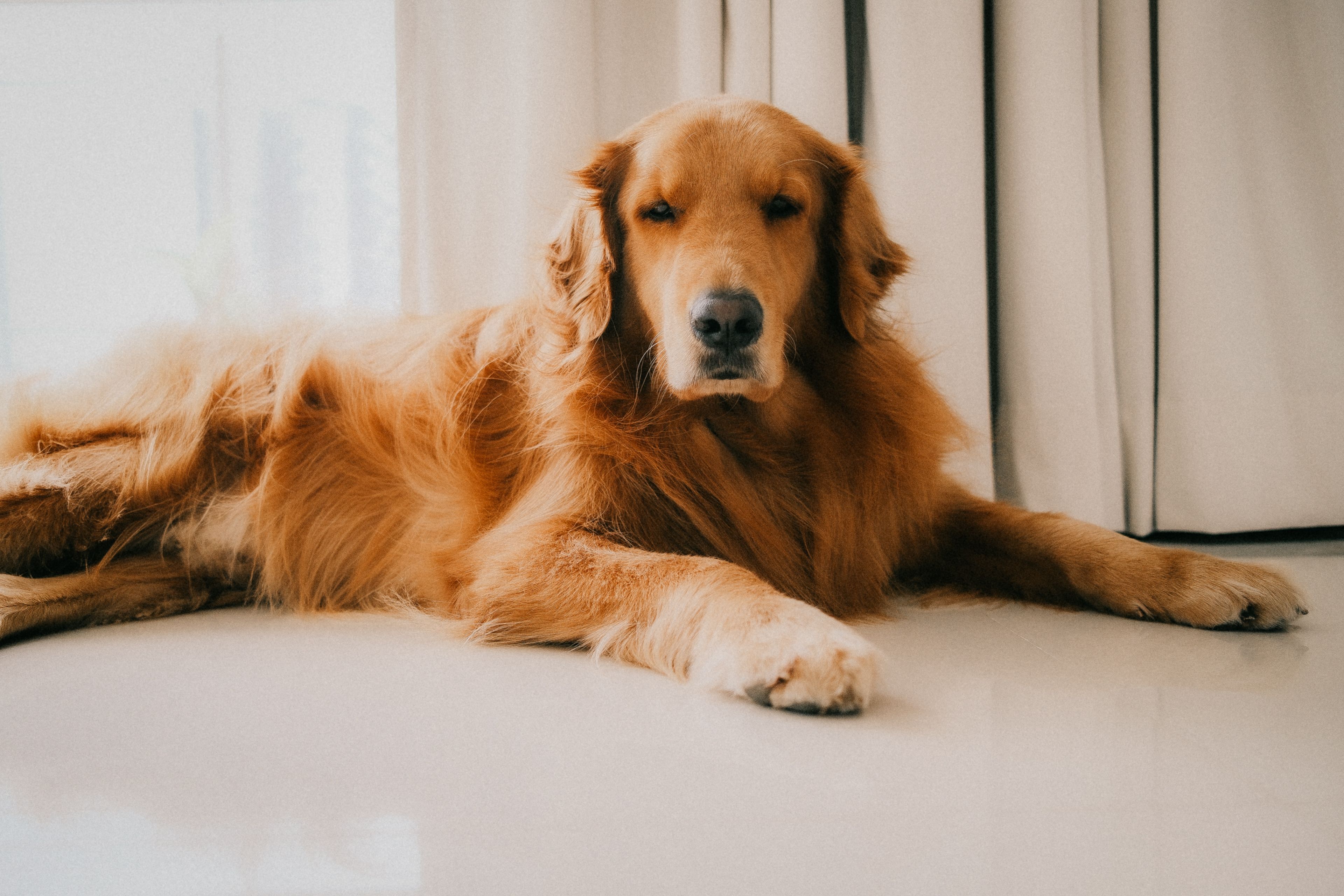 pet care, pet health, pet safety, pet grooming — Photo by Maddy Freddie on Pexels