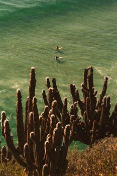 Surfers enjoy the turquoise waters of Arraial do Cabo alongside towering cacti on a sunny day.