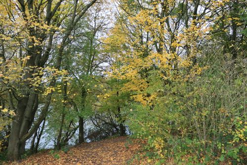Free A tranquil autumn path surrounded by vibrant foliage in England. Stock Photo