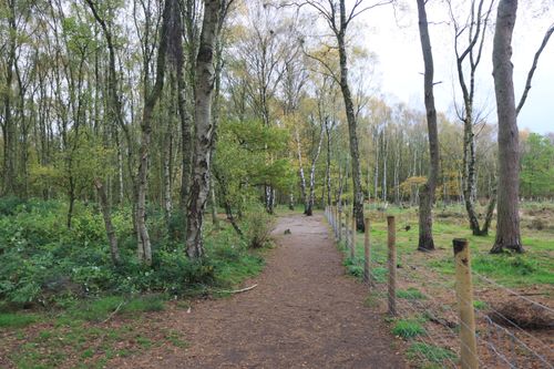 Free Scenic forest path in England surrounded by tall birch trees on a quiet day. Stock Photo