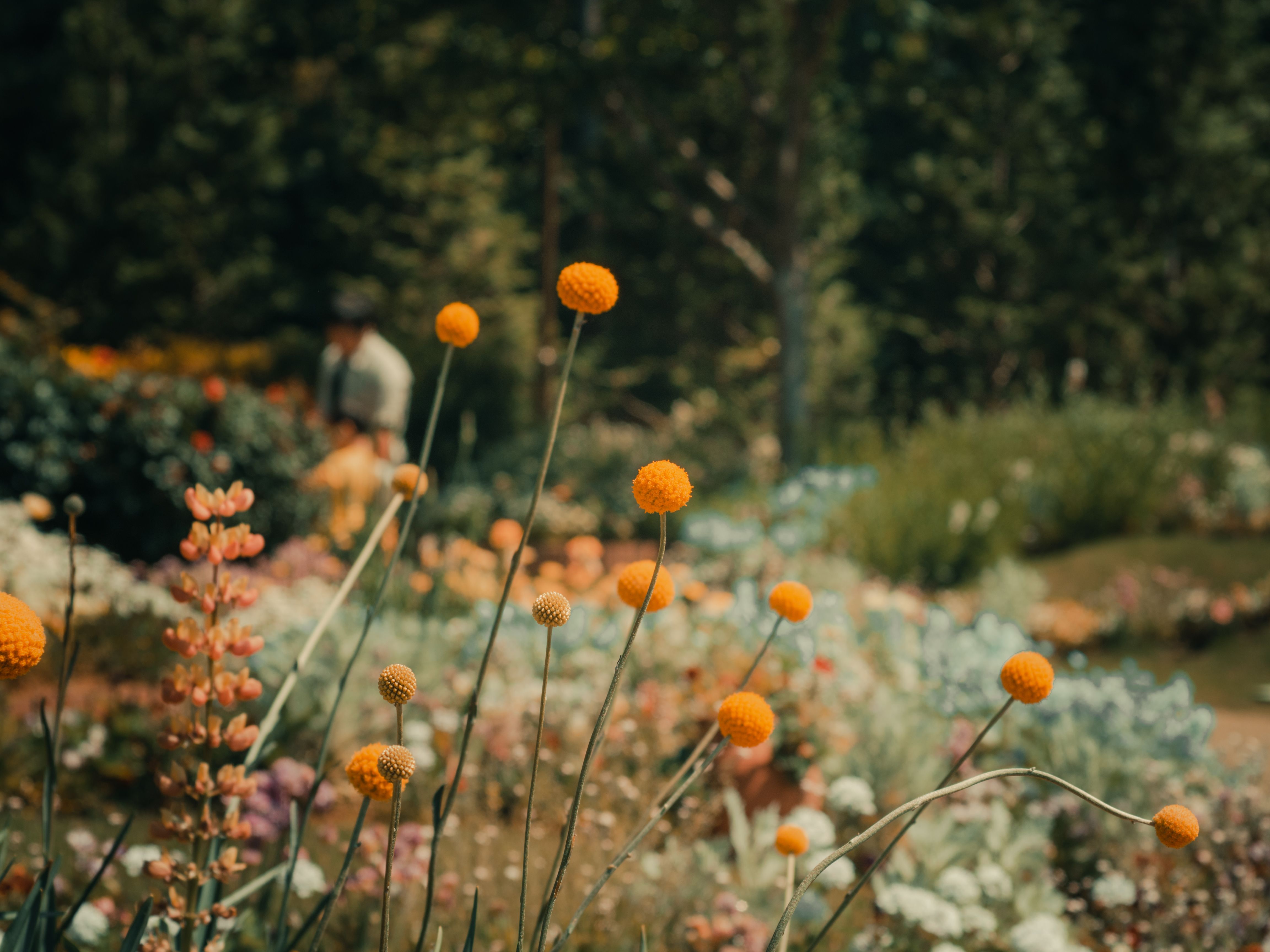 Foto: hiran jay / Pexels
