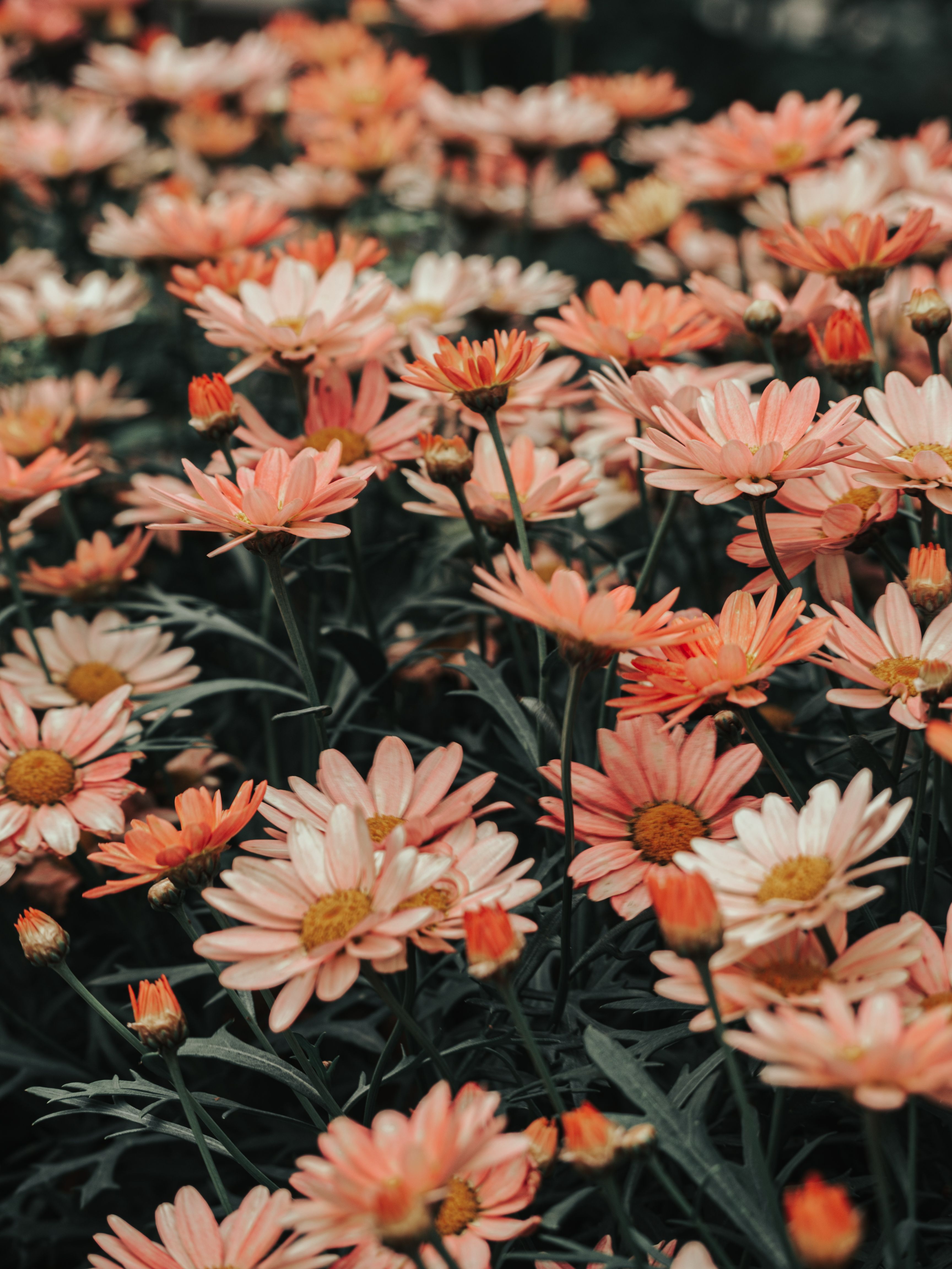 [ColoSach]-a-lush-and-vibrant-field-filled-with-pink-and-white-daisies-in-full-bloom,-showcasing-spring's-natural-beauty.