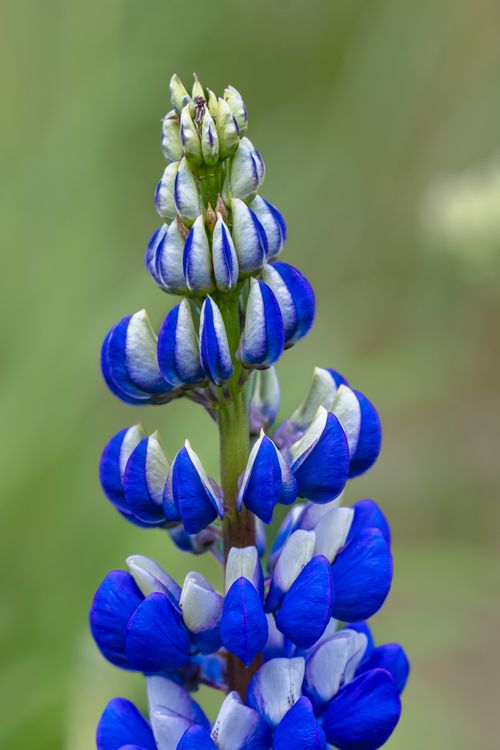 Free Detailed close-up of a vivid blue lupine flower in full bloom against a lush green background. Stock Photo